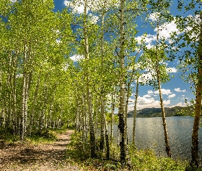 Stany Zjednoczone, Stan Utah, Brzozy, Wiosna, Drzewa, Jezioro Fish Lake