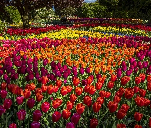 Różnokolorowe, Tulipany, Park