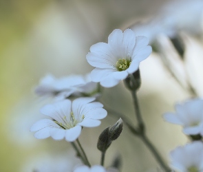 Białe, Kwiaty, Rogownica