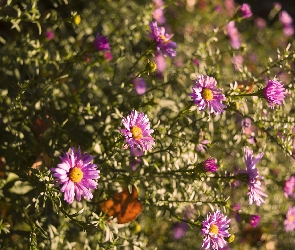 Bokeh, Marcinki, Różowe, Astry