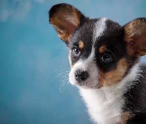 Welsh corgi cardigan, Szczeniak