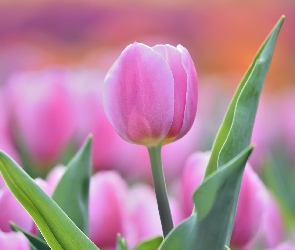 Tulipan, Rozmyte tło, Różowy