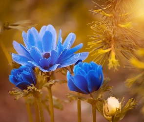 Niebieski, Kwiat, Zawilec
