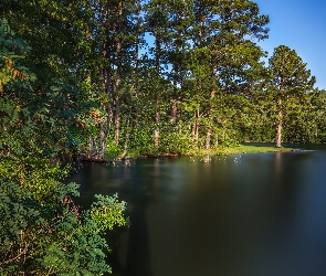 Las, Drzewa, Jezioro