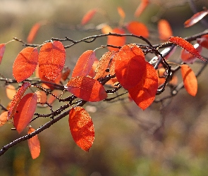 Liście, Jesienne, Gałązka