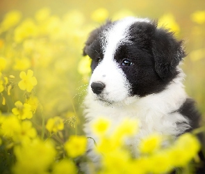 Border collie, Kwiaty, Żółte, Łąka, Szczeniak