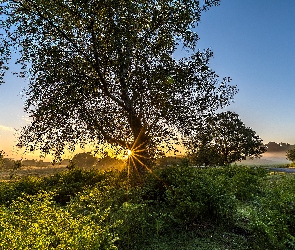 Anglia, Świt, Promienie słońca, Droga, Mgła, Drzewa, Park Narodowy New Forest, Pola, Wzgórza
