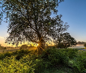 Pola, Drzewa, Park Narodowy New Forest, Anglia, Droga, Mgła, Promienie słońca, Świt, Wzgórza