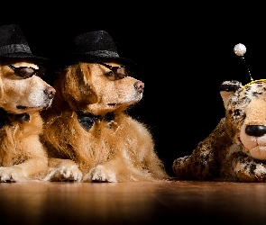 Maskotka, Golden retriever, Dwa, Psy