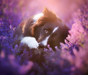 Wrzos, Border collie, Pies, Kwiaty