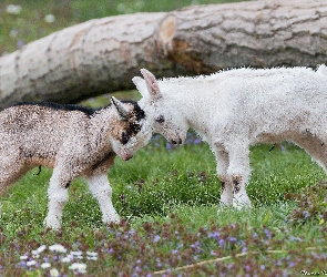 Zabawa, Kózki, Dwie, Małe