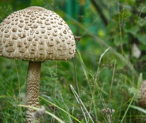 Czubajka kania, Trawa, Grzyb