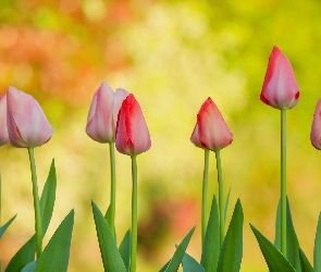 Tulipany, Czerwone