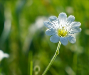 Rogownica, Kwiat, Biały, Polny