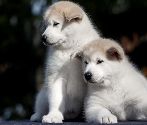 Akita inu, Szczeniaki, Dwa, Białe