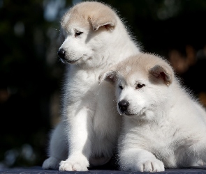 Dwa, Akita inu, Szczeniaki, Białe