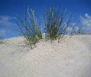 Pustynna, Roślinność, Wydma