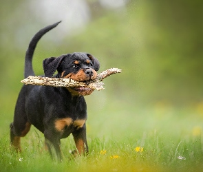 Szczeniak, Pies, Kwiatki, Patyk, Łąka, Trawa, Rottweiler