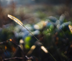 Bokeh, Światło, Roślina, Trawa