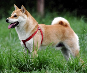 Shiba inu, szelki, czerwone