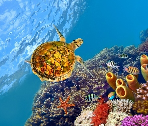 Rafa koralowa, Korale, Żółw