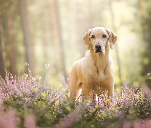 Pies, Wrzosy, Labrador retriever