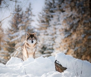 Śnieg, Wilk, Zima