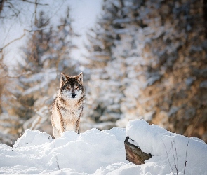 Zima, Wilk, Śnieg