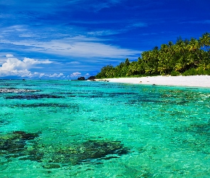 Palmy, Plaża, Atol Aitutaki, Wyspy Cooka, Ocean, Morze
