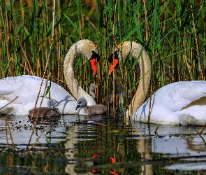 Szuwary, Woda, Łabędzie, Młode