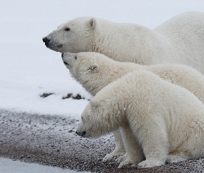 Białe, Niedźwiedzie, Polarne