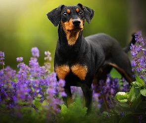 Pies, Kwiaty, Pinczer miniaturowy
