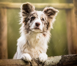 Border collie, Deszcz, Płot, Mordka, Pies