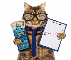 Kot, Śmieszne, Okulary, Kalkulator, Notatnik, Krawat, Pieniądze