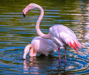 Flamingi, Woda, Dwa