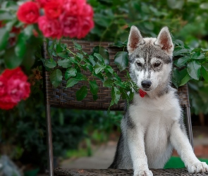 Siberian husky, Krzesło, Pies