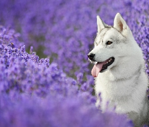 Lawenda, Siberian Husky