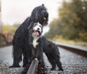 Owczarek francuski Briard, Kolejowe, Tory, Bearded collie, Psy