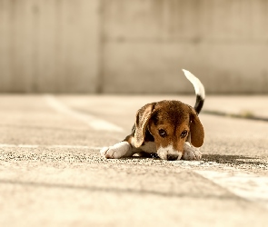 Beagle, Szczeniak