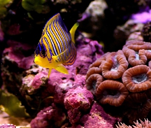 Ryba, Pygoplites diacanthus, Egzotyczna