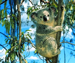 Miś, Gałęzie, Koala