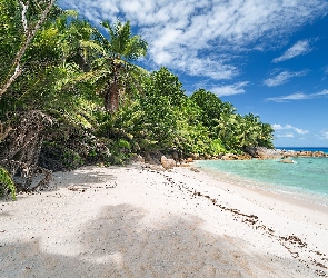 Seszele, Palmy, Morze, Plaża, Wyspa Felicite Island