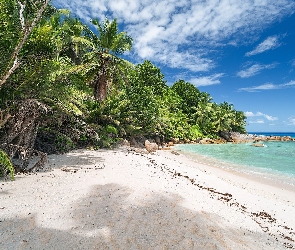 Wyspa Felicite Island, Palmy, Plaża, Morze, Seszele