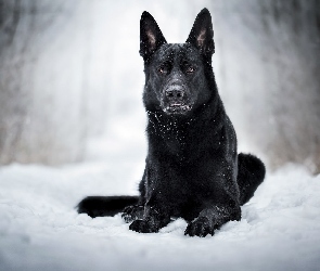 Pies, Śnieg, Czarny owczarek niemiecki