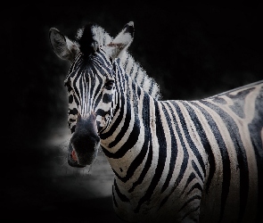 Zebra, Tło, Czarne, Głowa