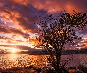 Jezioro, Drzewo, Zachód Słońca, Chmury