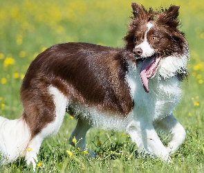 Pies, Kwiaty, Łąka, Trawa, Border collie