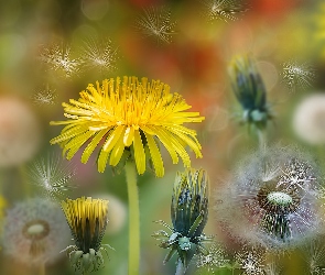 Bokeh, Niełupki, Mniszki, Dmuchawce