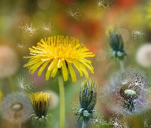 Mniszki, Bokeh, Niełupki, Dmuchawce