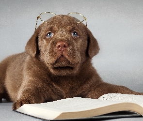 Szczeniak, Okulary, Książka, Labrador retriever, Smutny